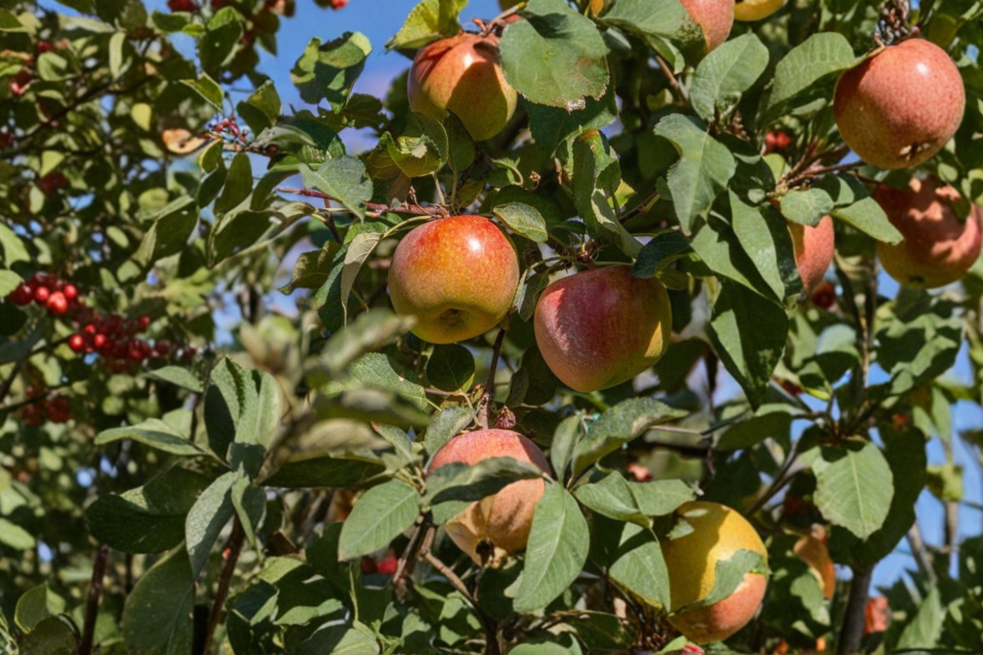Fuji Apple Tree - 4-6 ft Live Fruit Tree for Home Orchard, Malus domestica, Sweet & Juicy Apples