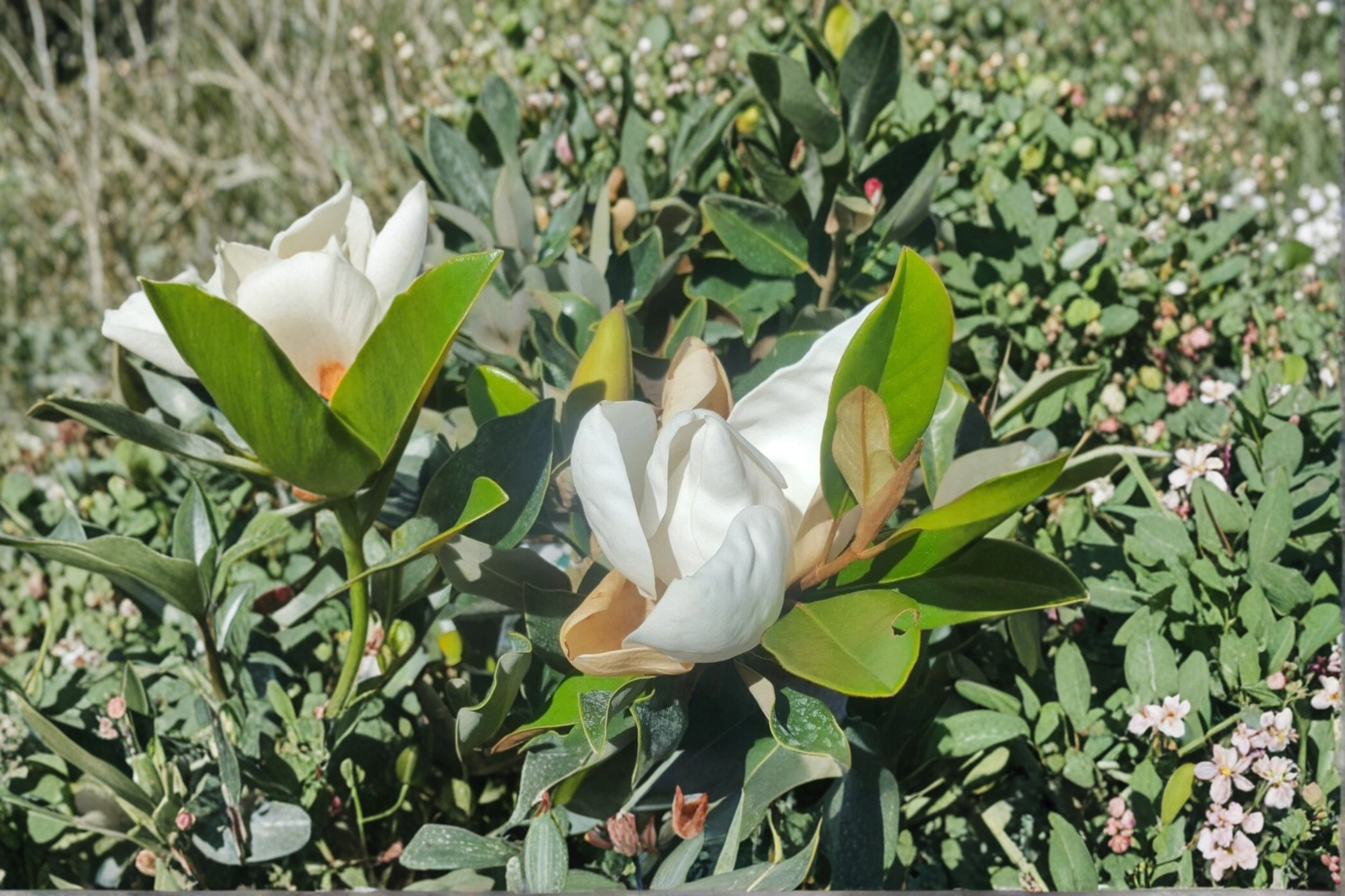 Southern Magnolia Tree 4-5 ft Live Plant in 5-Gallon Container, Magnolia grandiflora, White Flowers, Evergreen Ornamental Tree
