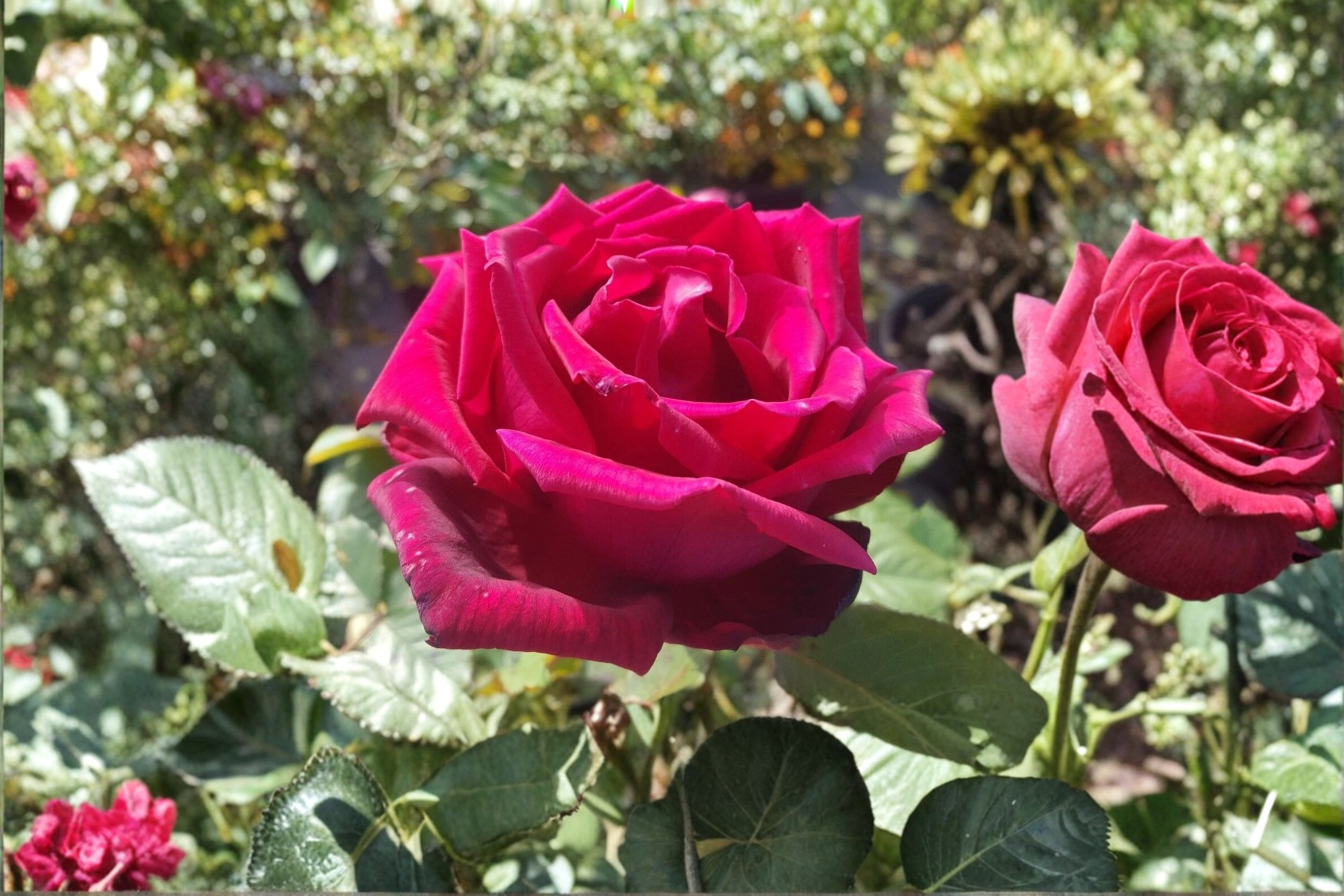 Traviata Red Hybrid Tea Rose Plant, 1-Gallon, Fragrant Double Blooms, Garden Landscaping, Outdoor Shrub Rose, Rosa 'Traviata'