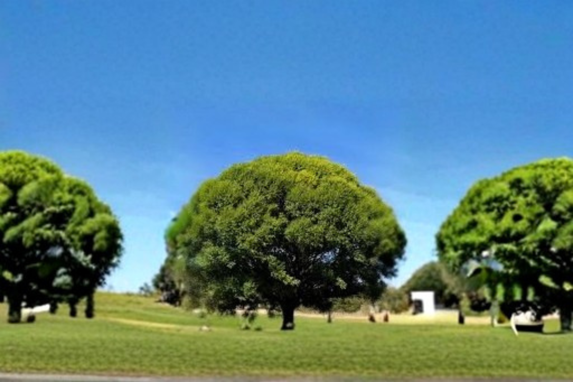 Globe Willow Tree 4-6 Ft Live Plant, Deciduous Shade Tree for Garden & Landscape, Salix spp.