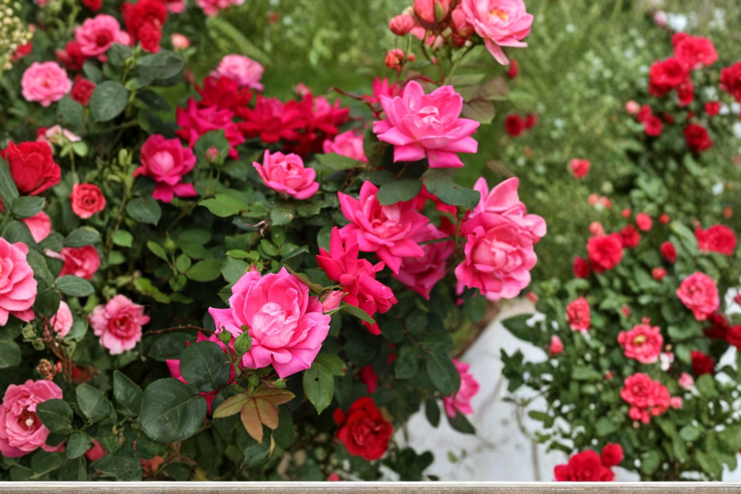 Pink Double Knock Out Rose Plant – 3 Gal Live Bush with Double Pink Blooms, Compact Shrub for Garden Landscaping