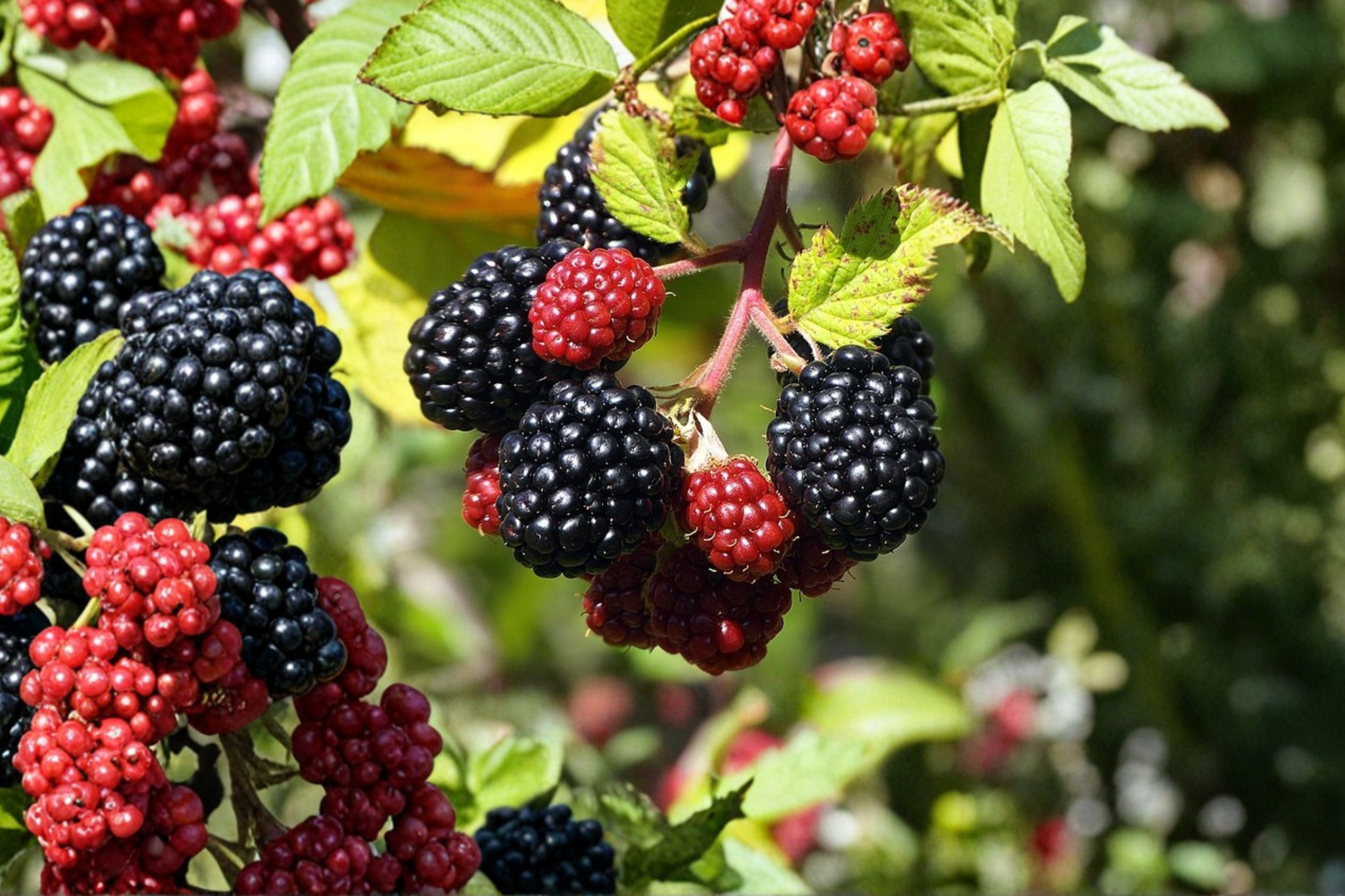 Lucretia Dewberry Live Plant 1 Gallon – Trailing Blackberry Vine for Edible Fruit, Garden, Outdoor, Rubus spp.