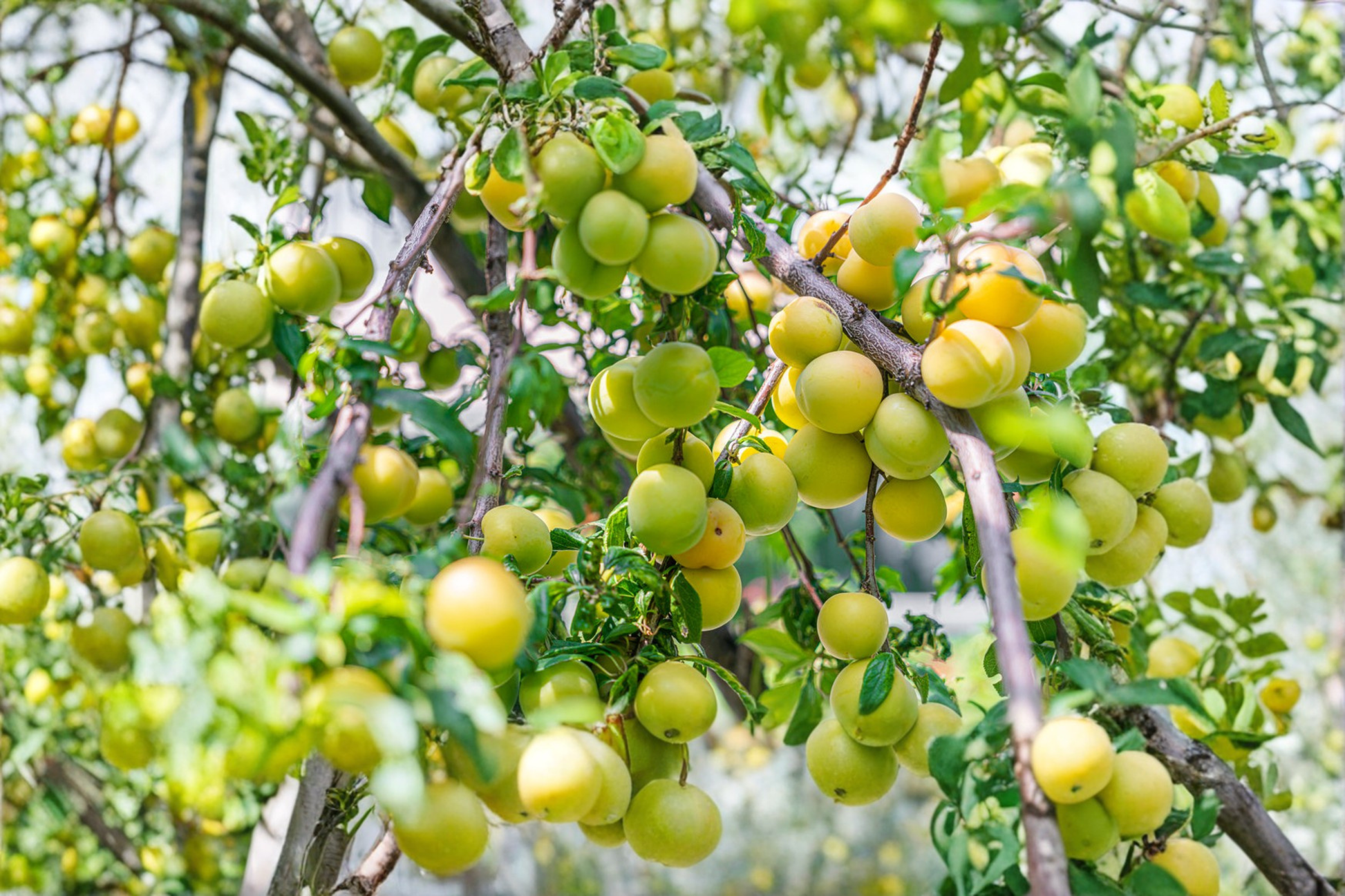 Green Gage Plum Tree 4-6 Ft Live Plant, European Deciduous Fruit Tree for Garden, Backyard Orchard, Full Sun, Well-Drained Soil