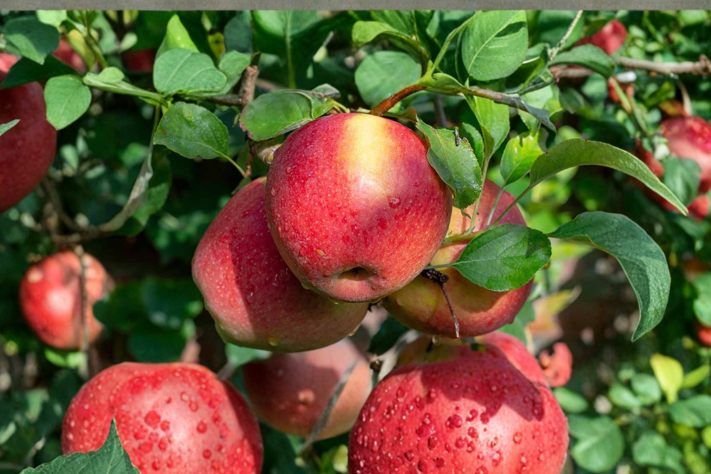 Braeburn Apple Tree 4-6 Ft Live Plant – Malus domestica, Deciduous Fruit Tree for Garden, Backyard Orchard, Full Sun