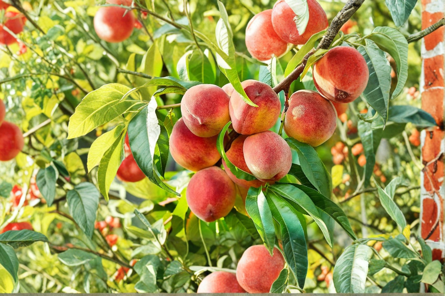 Denman Peach Tree Live Plant 4-6 ft Prunus persica Fruit Tree for Backyard Orchard and Garden