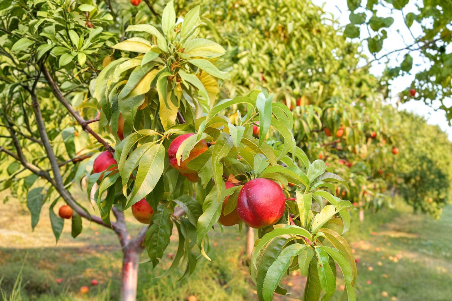 Independence Nectarine Tree 4-6 FT Live Plant, Juicy Fruit, Prunus persica var. nucipersica, Backyard Orchard, Easy Grow