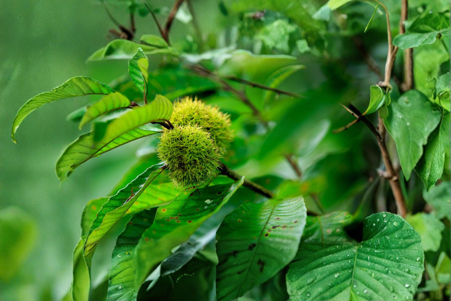 Chinese Chestnut Tree 5 Gal Live Plant – Nut Producing Deciduous Shade Tree Castanea mollissima