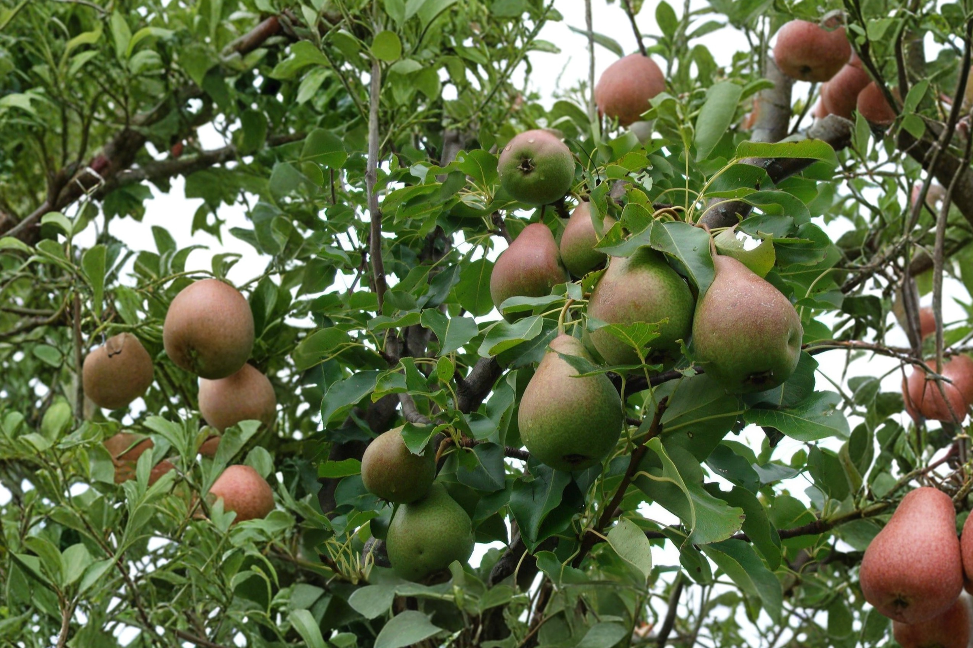 Live Magness Pear Tree – 4–6 ft European Pyrus communis ‘Magness’ Fruit Tree for Home Garden & Outdoor Plant