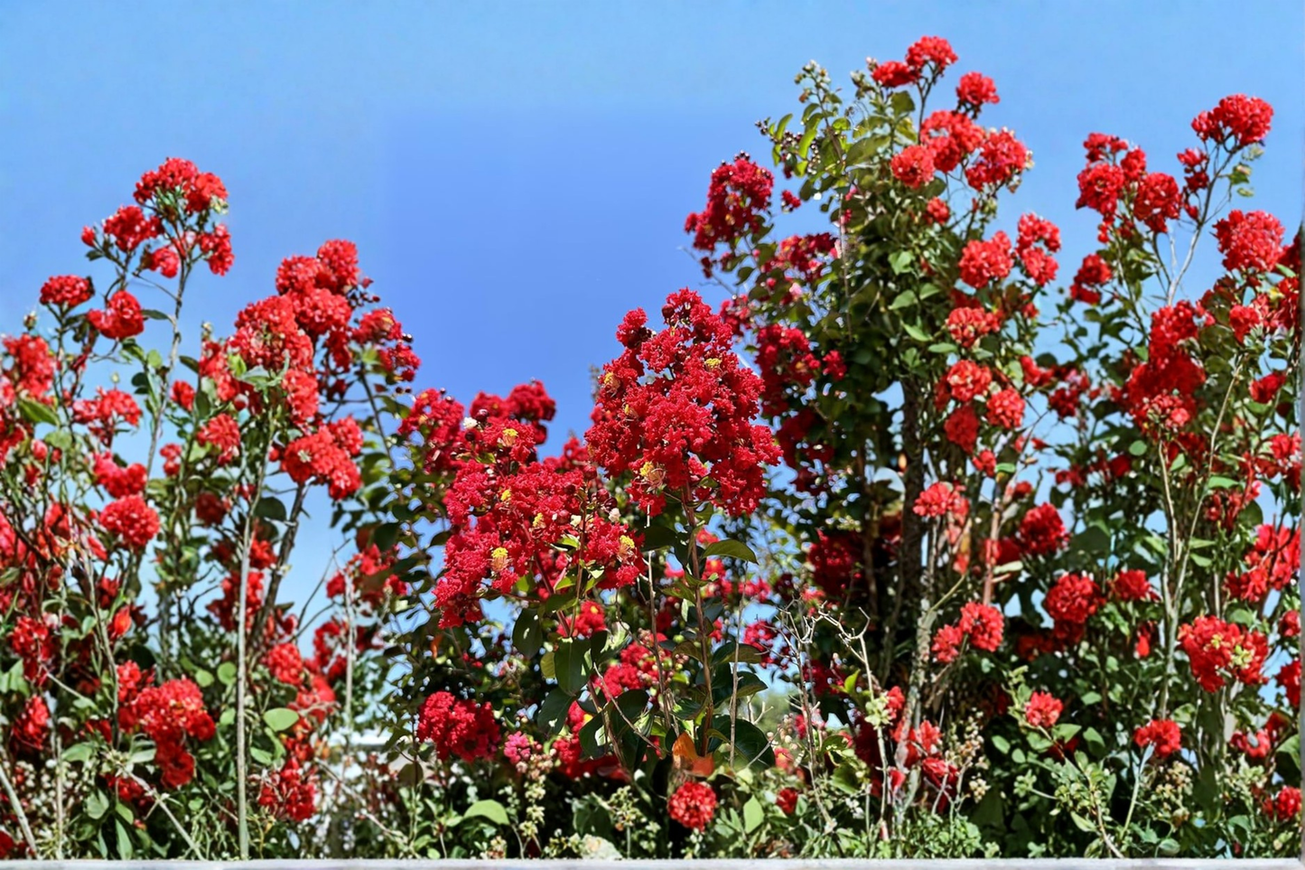 Dynamite Crape Myrtle Tree Live Plant 4–6 ft Deep Red Flowers Lagerstroemia indica for Garden Landscape