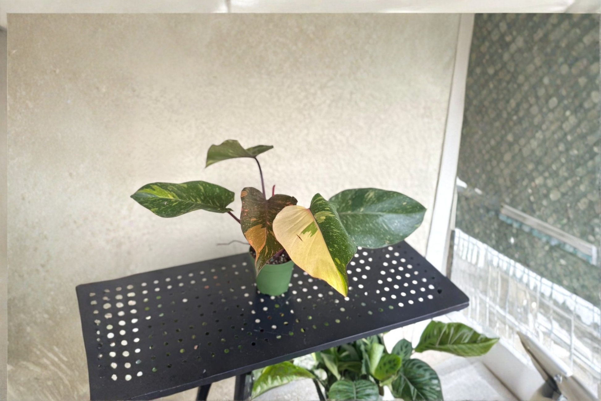 Philodendron Orange Princess Live Plant – Rare Variegated Tropical Houseplant, Indoor Foliage Decor, Rooted Cutting