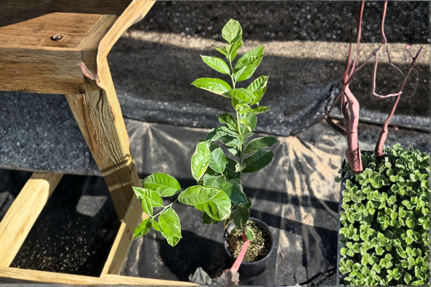 Variegated Pink Lemon Tree Live Plant | Indoor Citrus Fruit Tree | Starter Cutting | Citrus limon 'Variegated Pink'