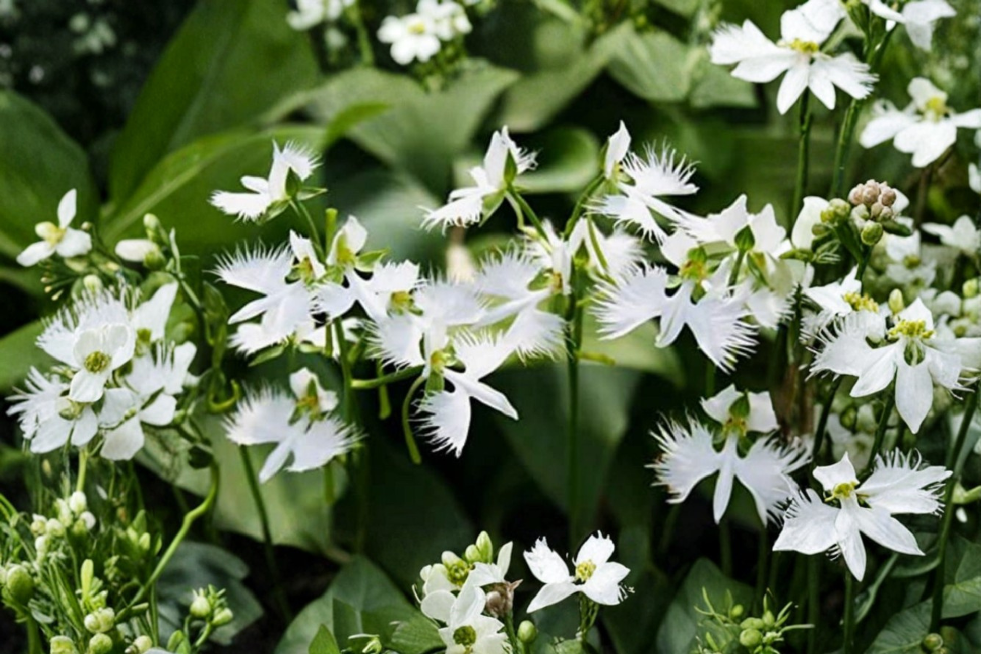 White Dove Egret Orchid Seeds, 30 Pack, Rare Ornamental Flowering Plant, Habenaria radiata for Container & Outdoor Gardens