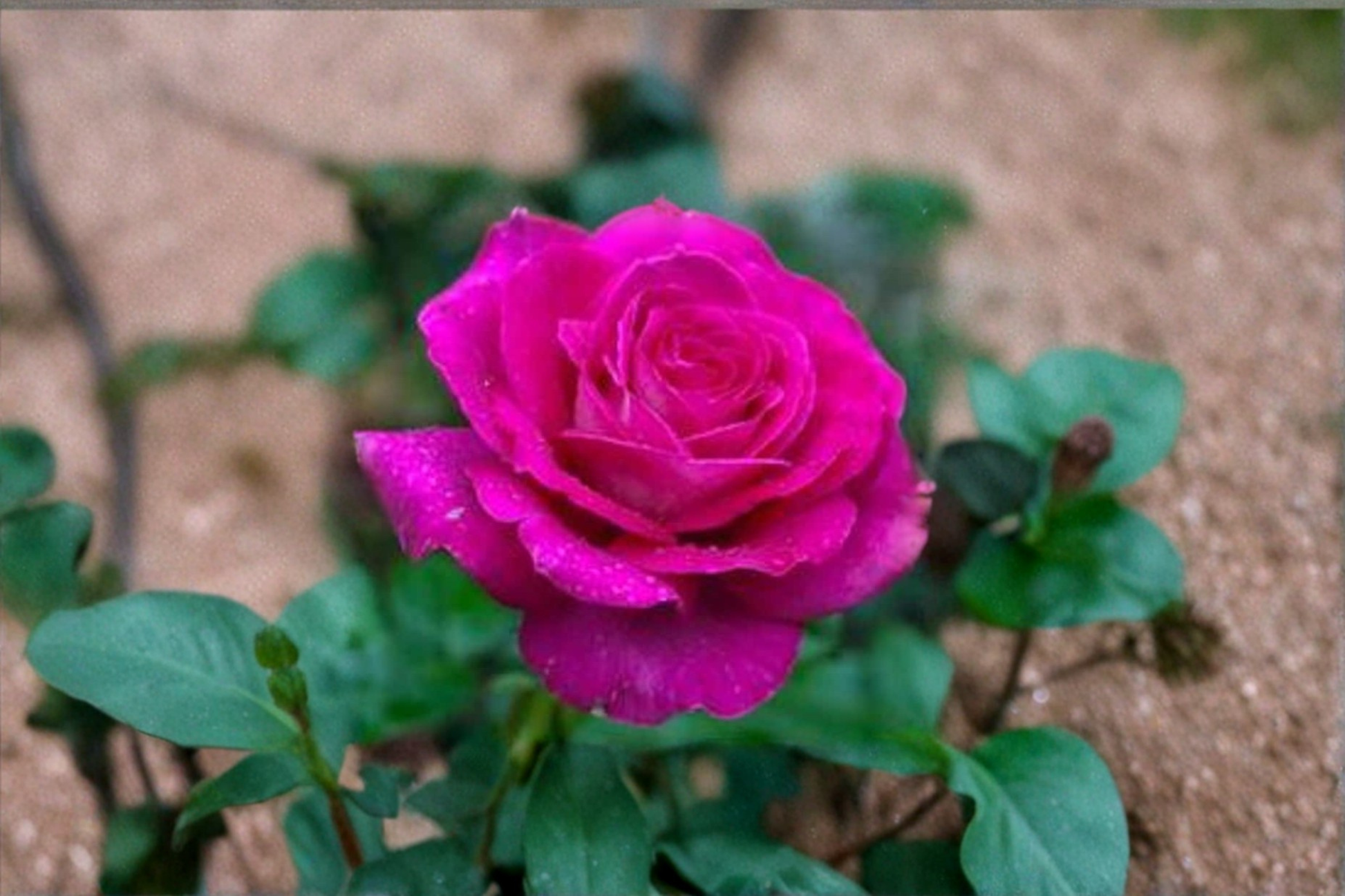 Rare English Lady Pink Rose Seeds – 10 Pink Flower Seeds for Ornamental Garden, Shrub Rose Bush, Rosa spp.