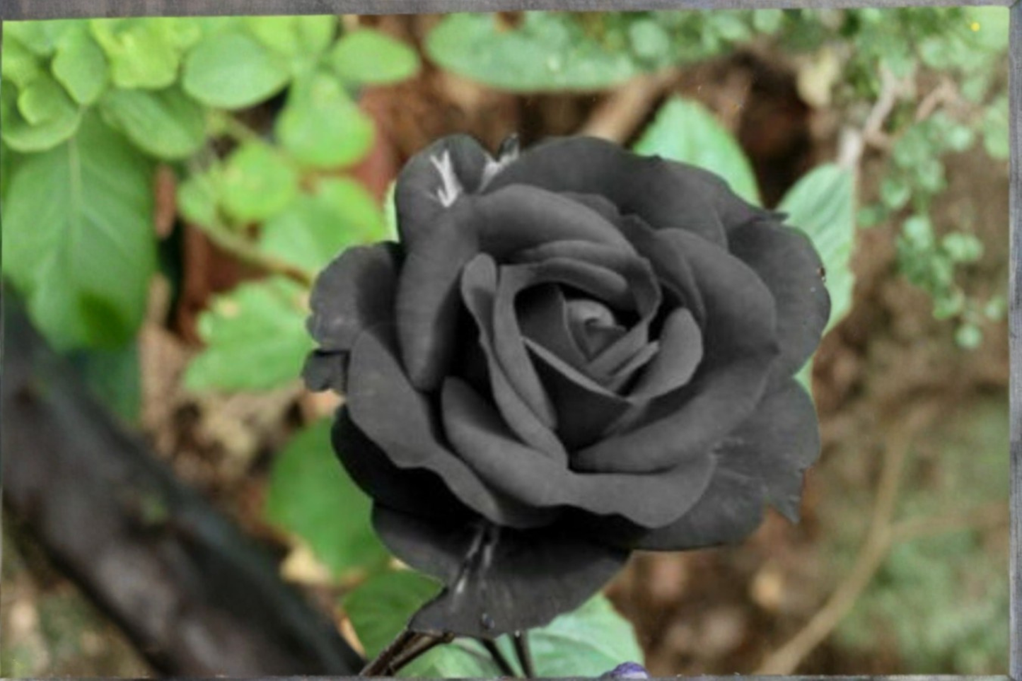 Dark Purple Rose Seeds 30 Pack for Cottage Gardens, Flower Bed & Container Planting – Rosa Hybrid
