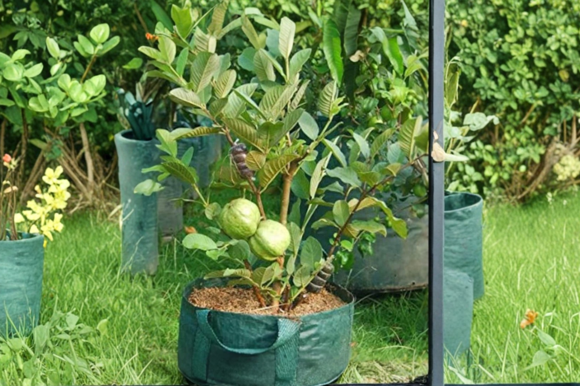 Rare Dwarf Guava Tree Seeds - 20 Pack, Psidium guajava, Compact Tropical Fruit Plant for Indoor & Outdoor Gardening