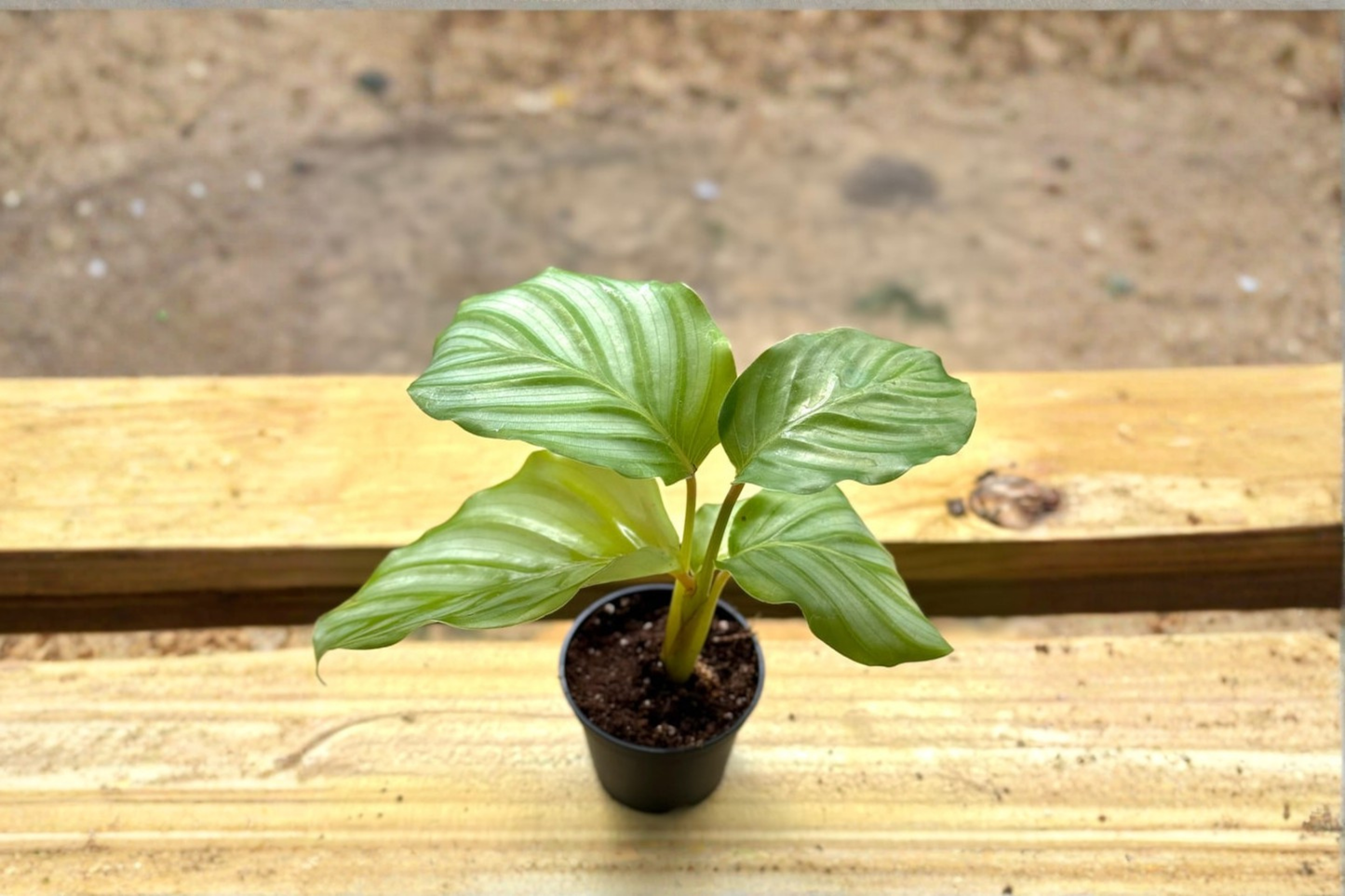Calathea Orbifolia Live Plant – 2 Inch Pot, Tropical Indoor Houseplant, Green Foliage, Prayer Plant, Compact Decorative Plant