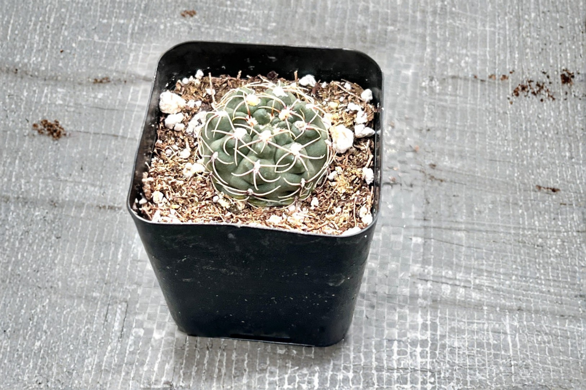 Gymnocalycium Baldianum Live Cactus – Dwarf Chin Succulent in 2 Inch Pot for Indoor Outdoor Decor