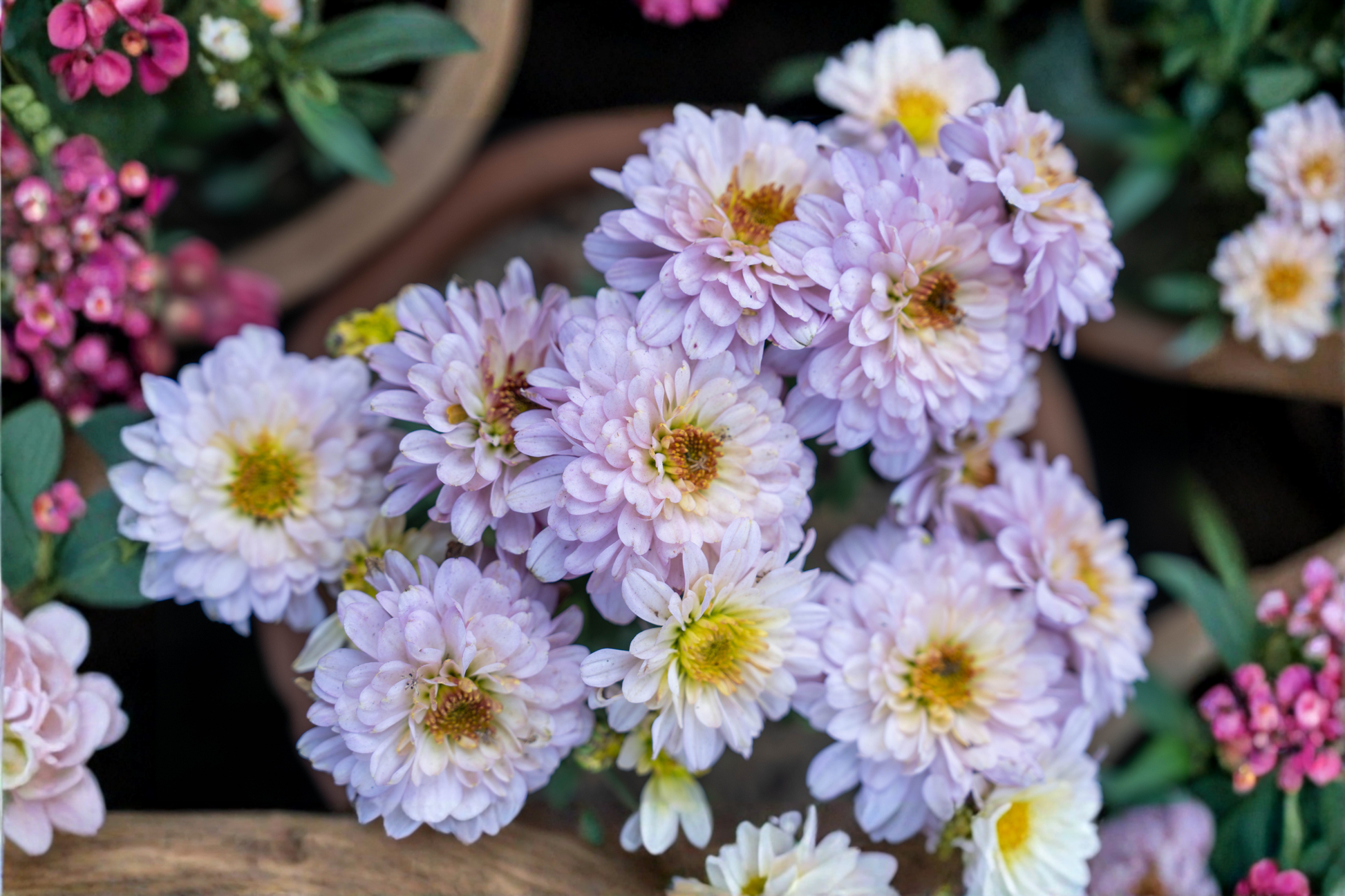 Lilac Pink King Chrysanthemum Live Plant - Bare Root Starter 6-11 Inches Tall