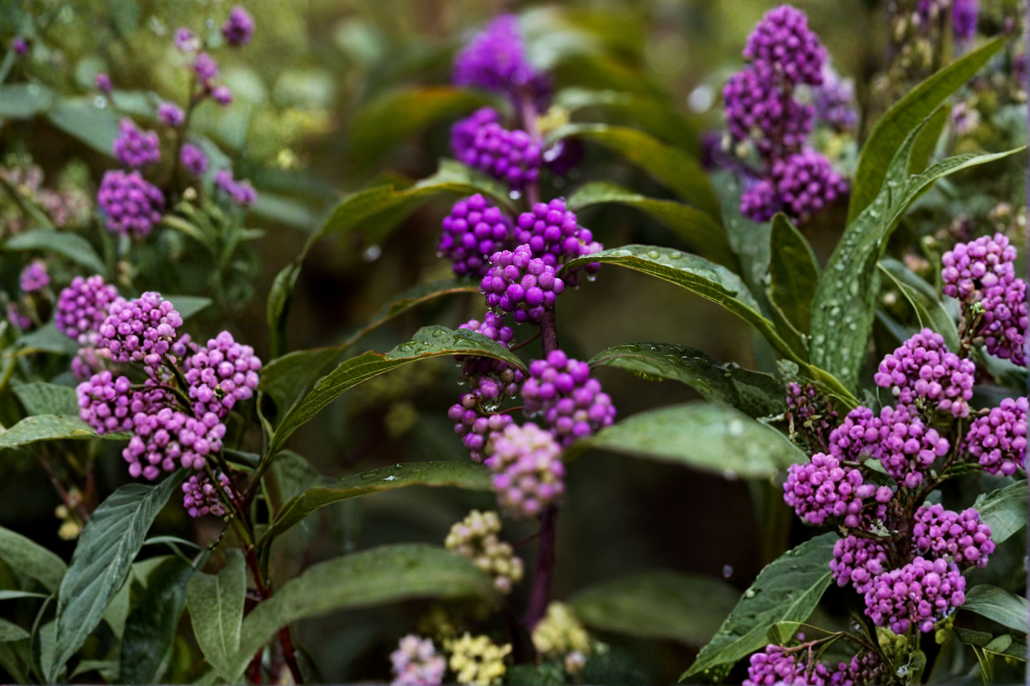 Purple American Beautyberry Live Plant 1-2 Ft Tall | Callicarpa americana Bare Root Shrub