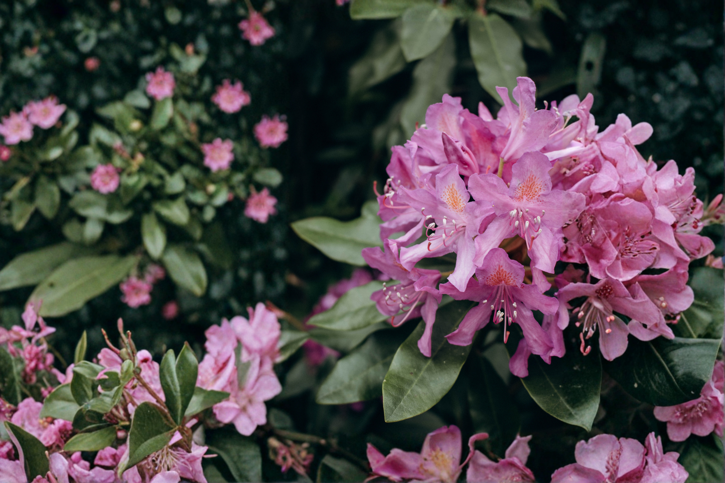 Catawba Boursault Rhododendron Starter Plant – Evergreen Flowering Shrub for Woodland Gardens