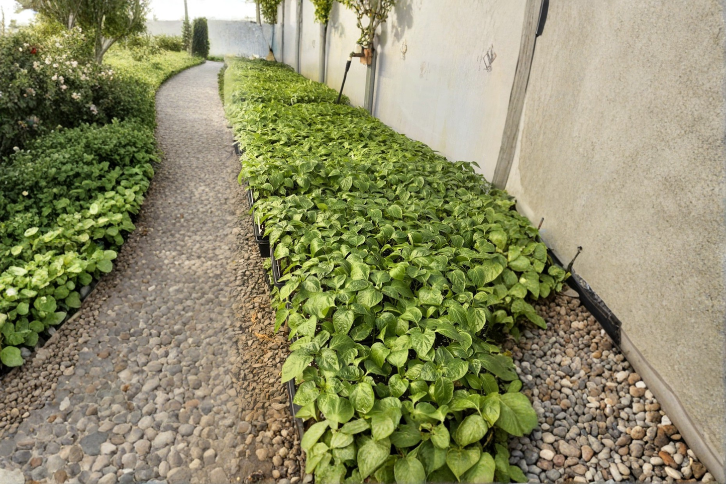 Lot of 3 Live Super Hot Pepper Plants – 75+ Day Old Capsicum Starter Plants