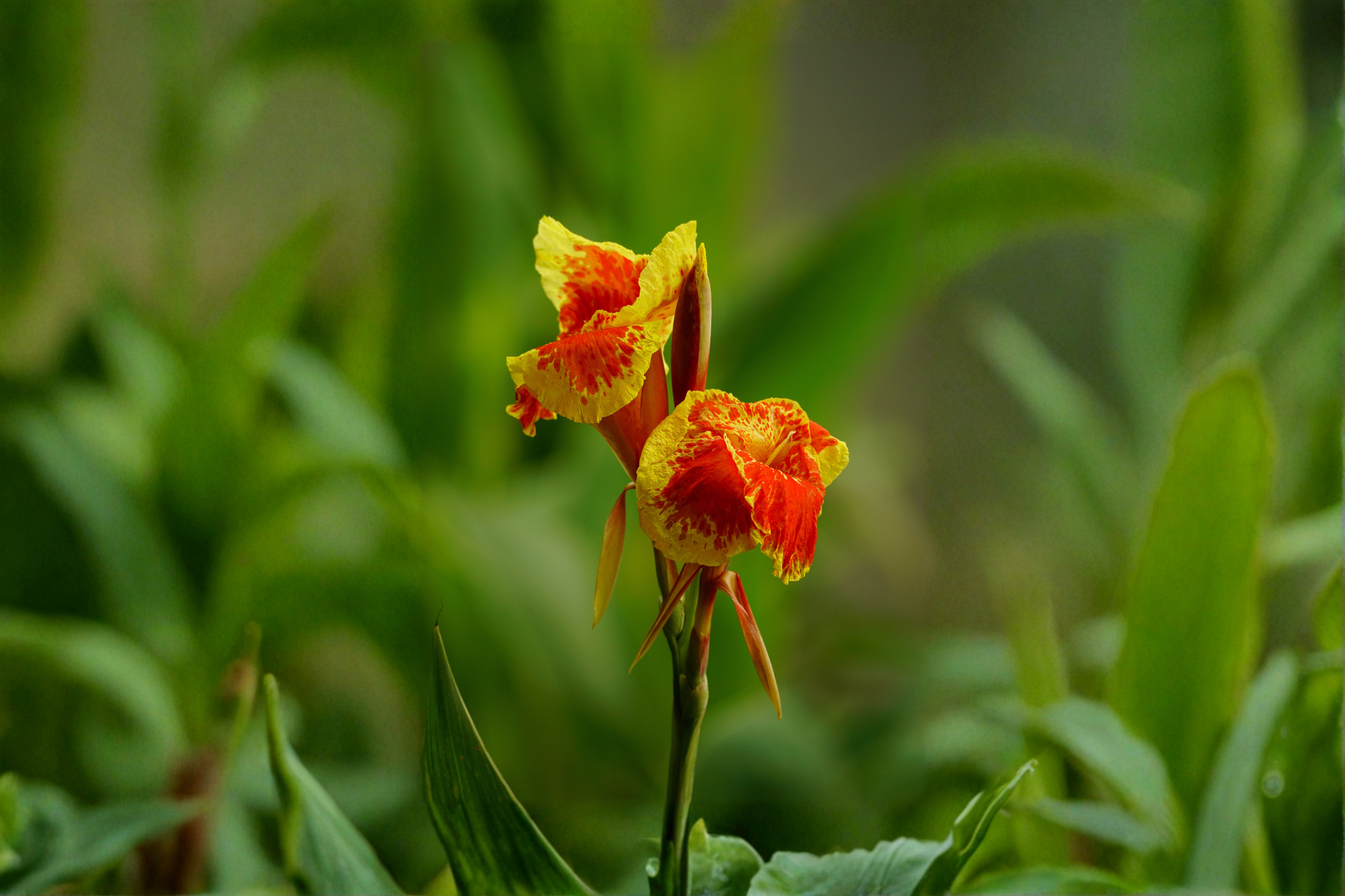 Red Gold Flame Canna Lily Live Starter Plant – Tropical Flowering Perennial