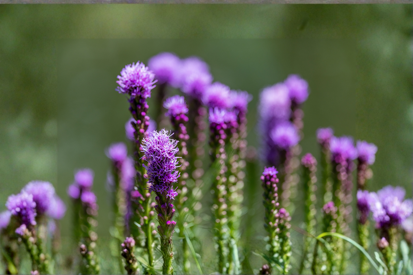 Liatris Floristan Violet Live Plants – 4 Perennial Starter Plugs | Liatris spicata