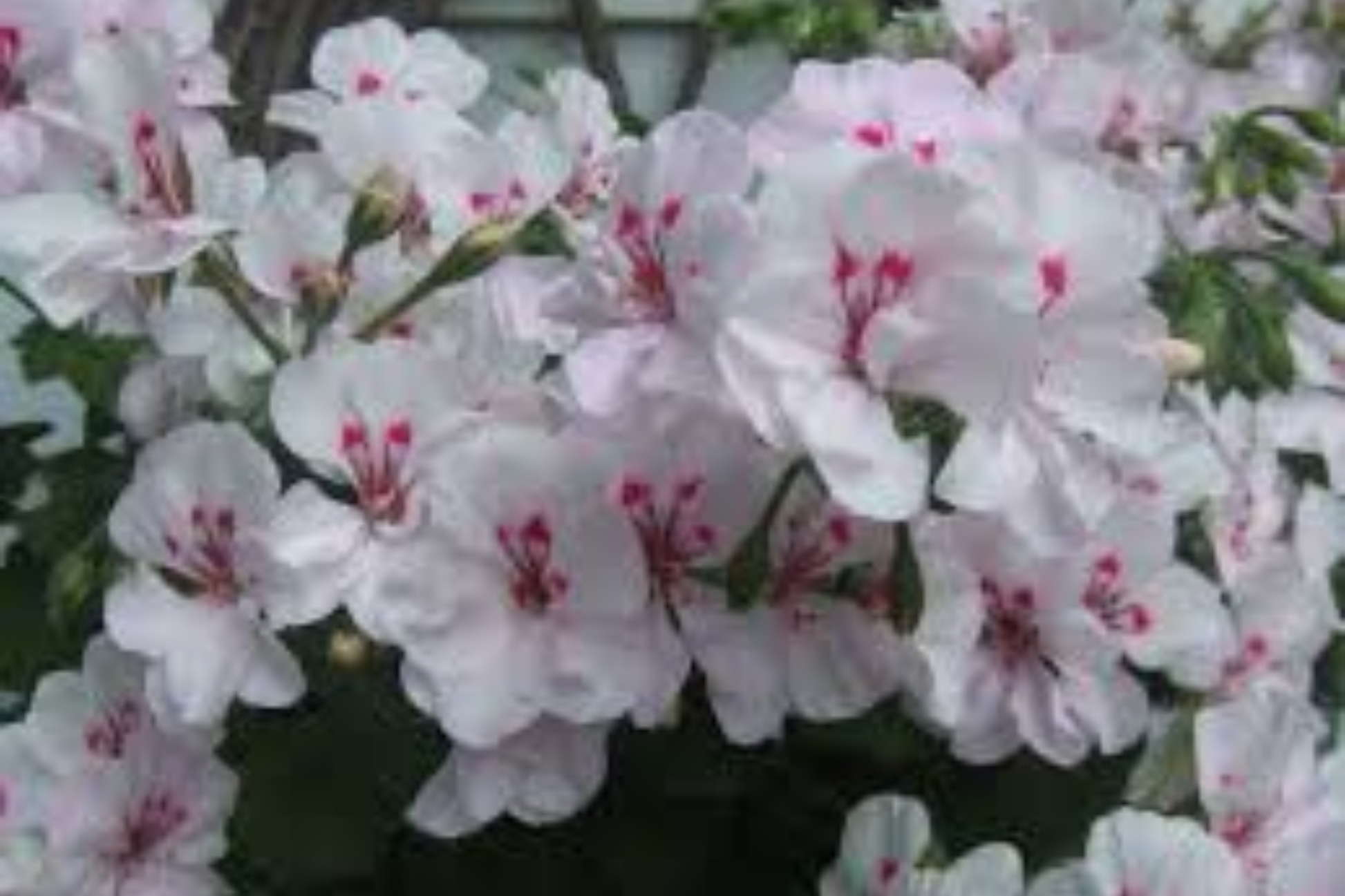 White Pink Ivy Geranium 2 Live Cuttings 6 Inch – Pelargonium peltatum