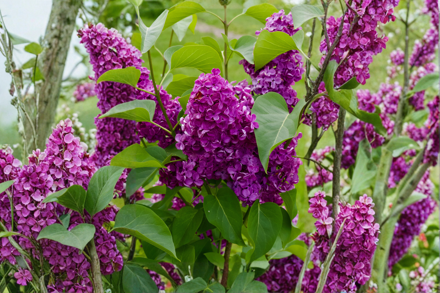 Purple Magic Dwarf Crape Myrtle Live Plant - Lagerstroemia indica Full Gallon Pot