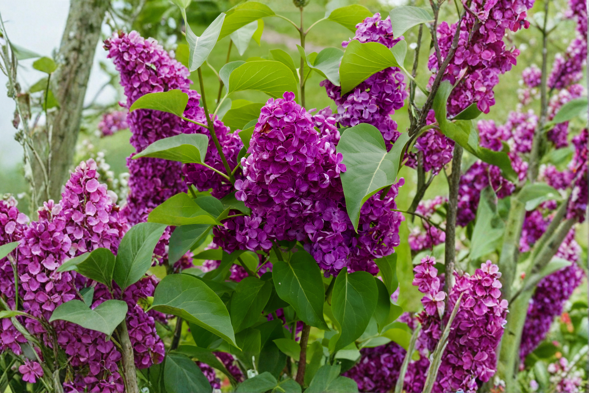 Purple Magic Dwarf Crape Myrtle Live Plant - Lagerstroemia indica Full Gallon Pot