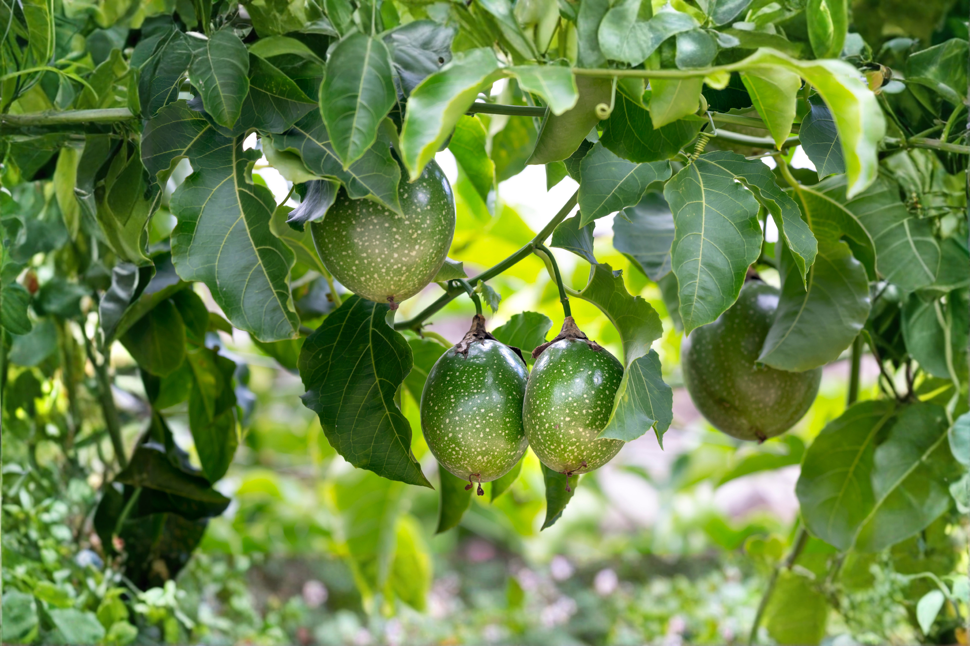 Purple Passion Fruit Live Plant 12 Inch in 4 Inch Pot - Passiflora edulis