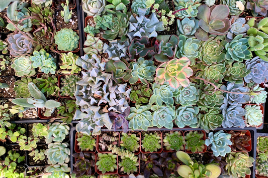 10 Assorted Succulent Cuttings – Fresh Unrooted Clippings for Terrariums & Dish Gardens