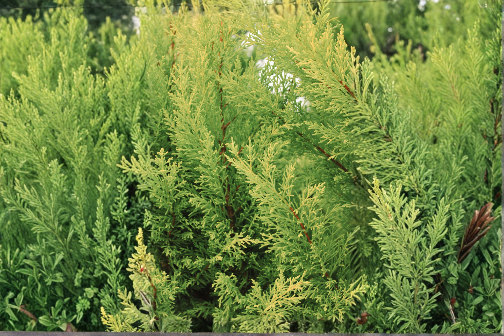 Lime Glow Spreading Juniper Starter Plant – Juniperus horizontalis 'Lime Glow' Evergreen Groundcover