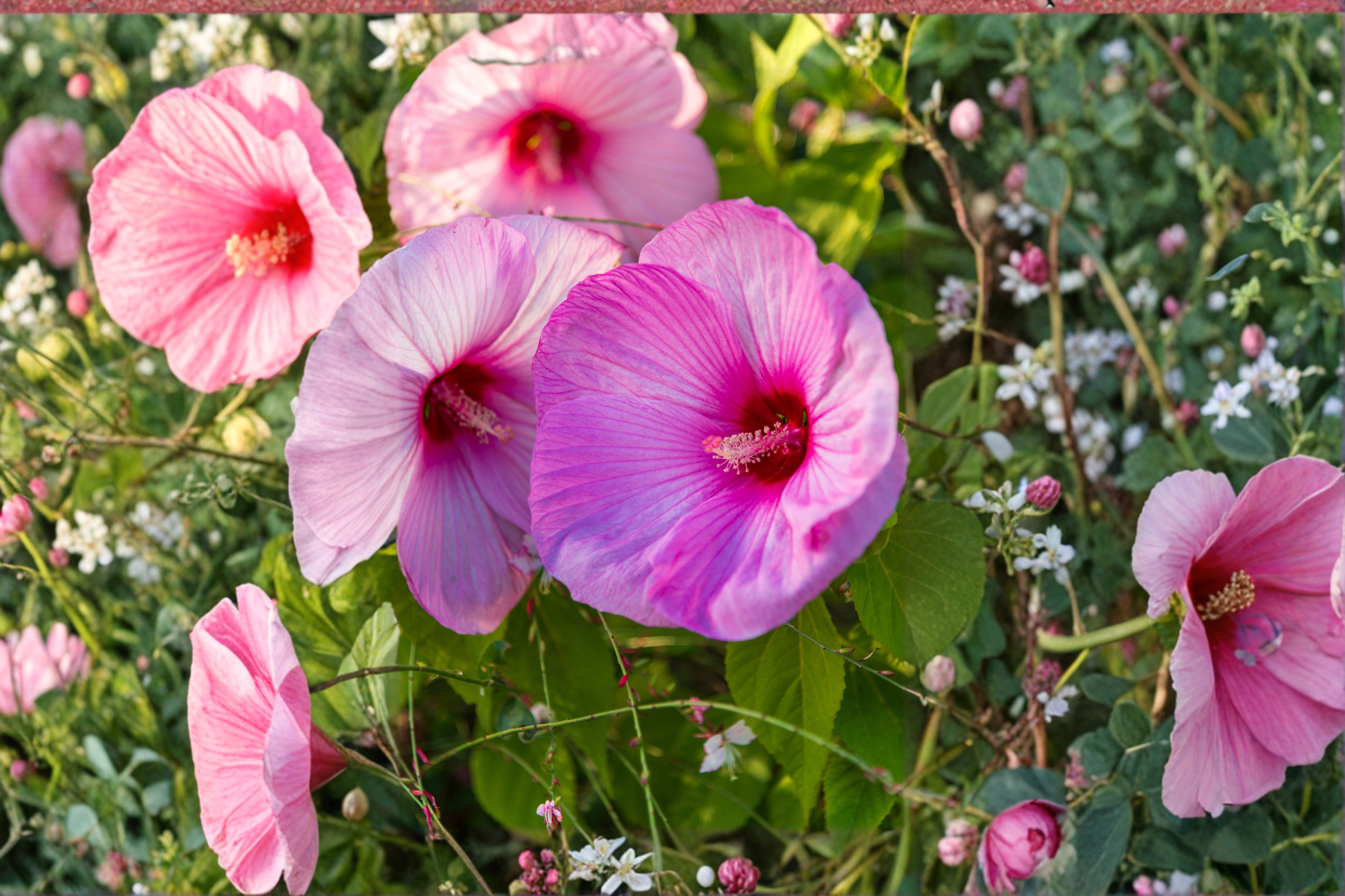 Spinderella Hardy Hibiscus Live Plant - Pink Hibiscus moscheutos in 2.5-Inch Pot