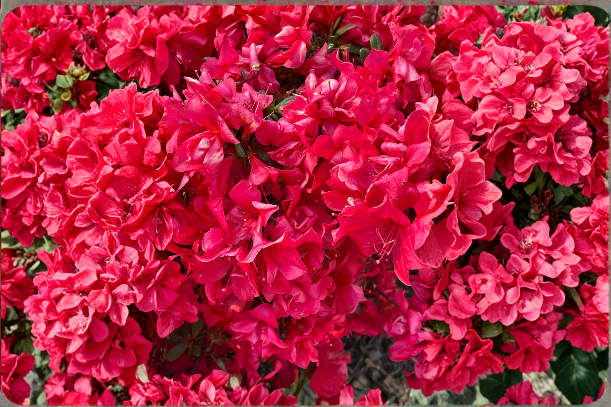 Red Formosa Azalea Live Plant 1 Qt – Southern Indica Azalea – Rhododendron indicum