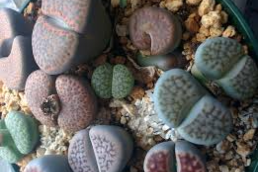 10 Assorted Lithops Living Stones Succulents - 0.8 Inch, 4 Years Old