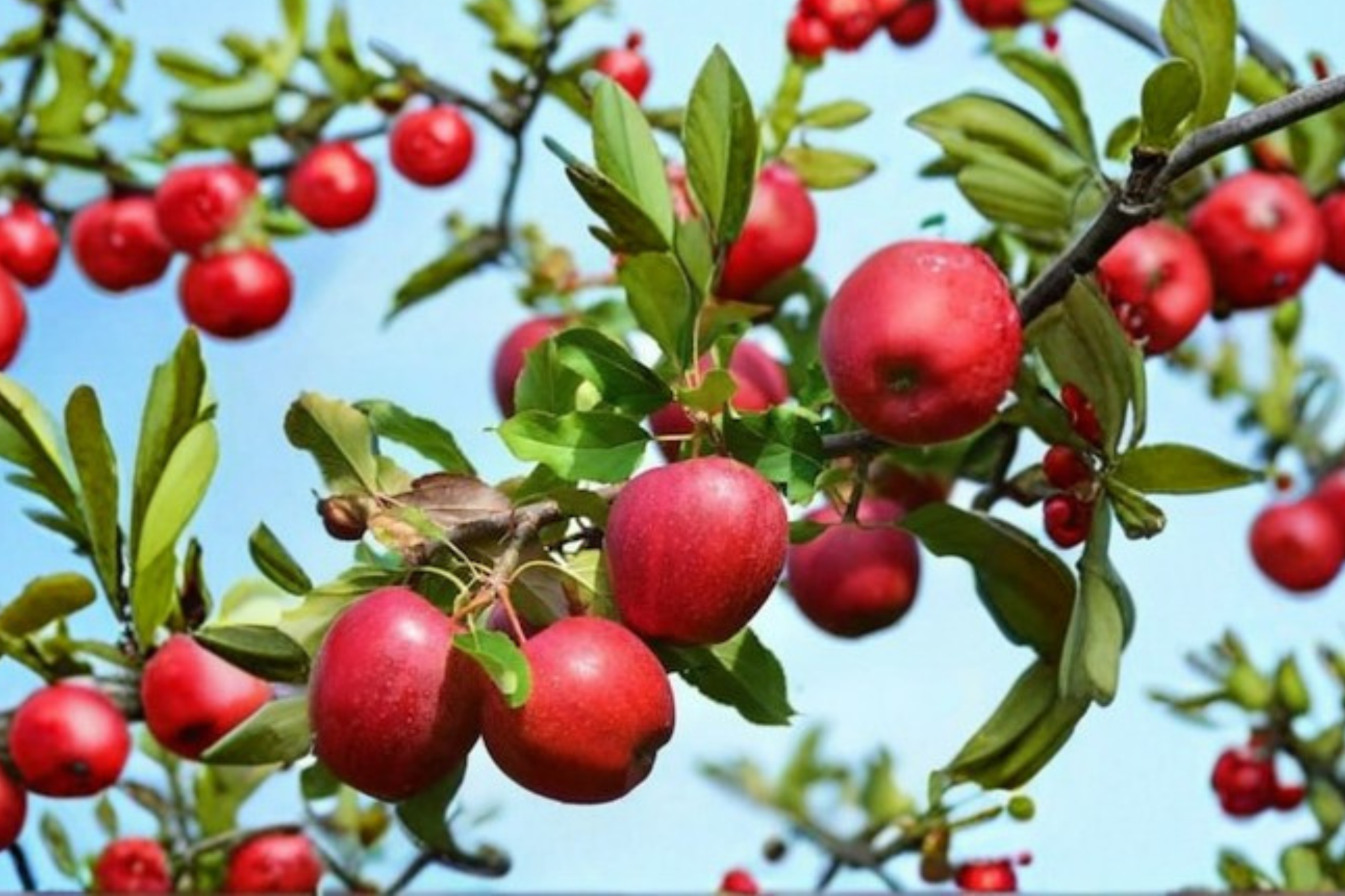 Live Apple Tree – 4–6 ft Malus domestica Lodi early season fruit tree for home garden