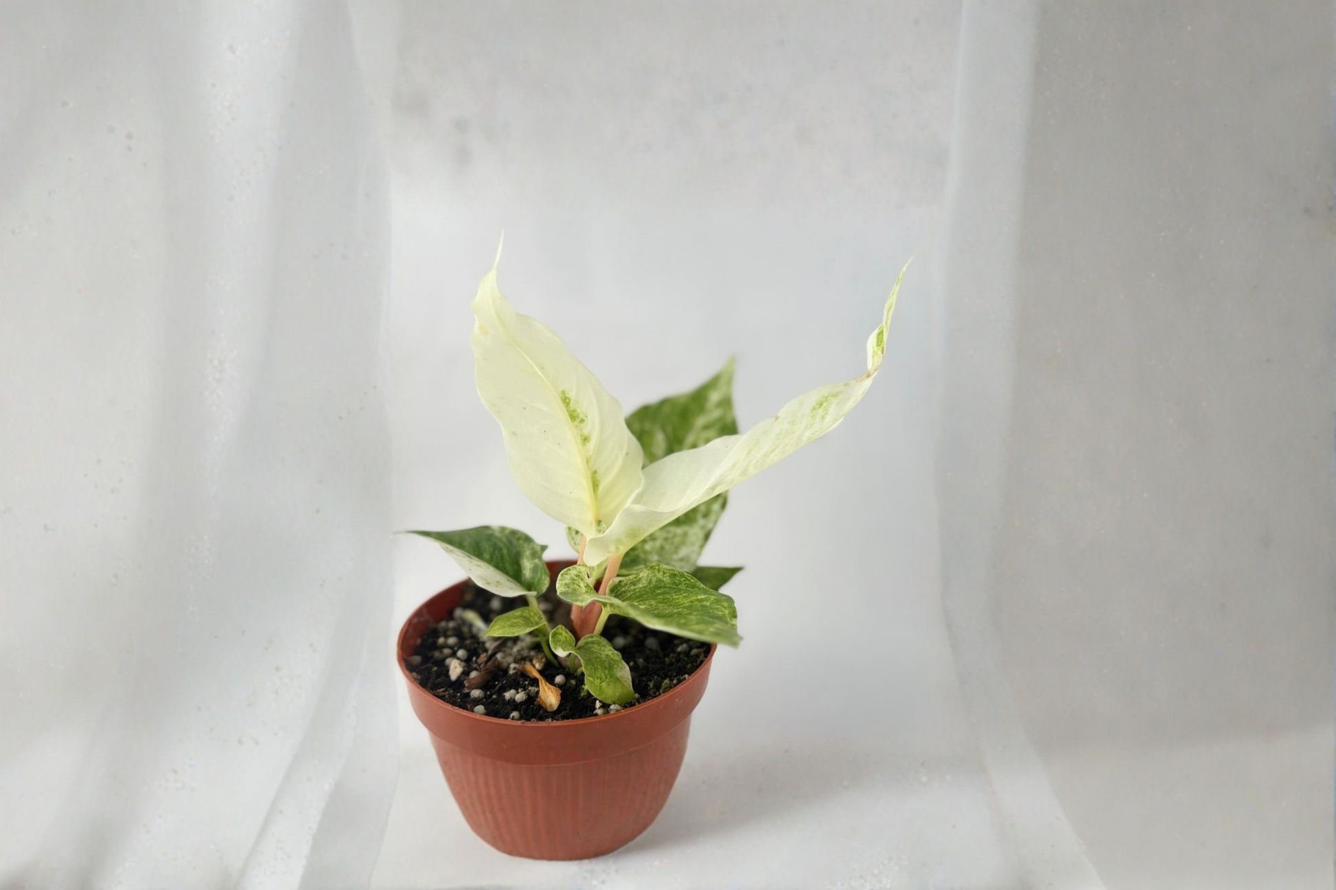 Variegated Anthurium Hookeri Live Plant – 4 Inch Tropical Indoor Houseplant with Cream Variegated Foliage