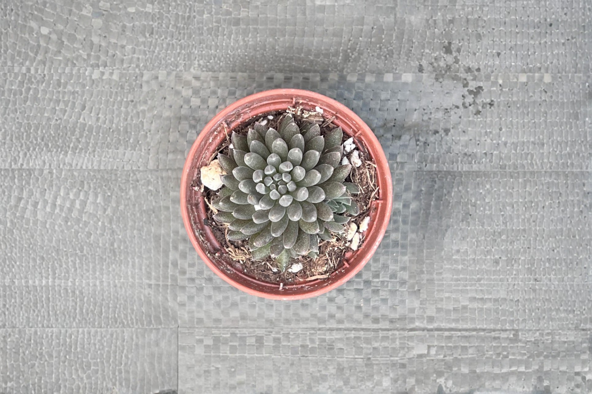 Black Sea Urchin Succulent Live Plant, Sinocrassula yunnanensis, 4-Inch Pot, Rare Dark Foliage Indoor Houseplant