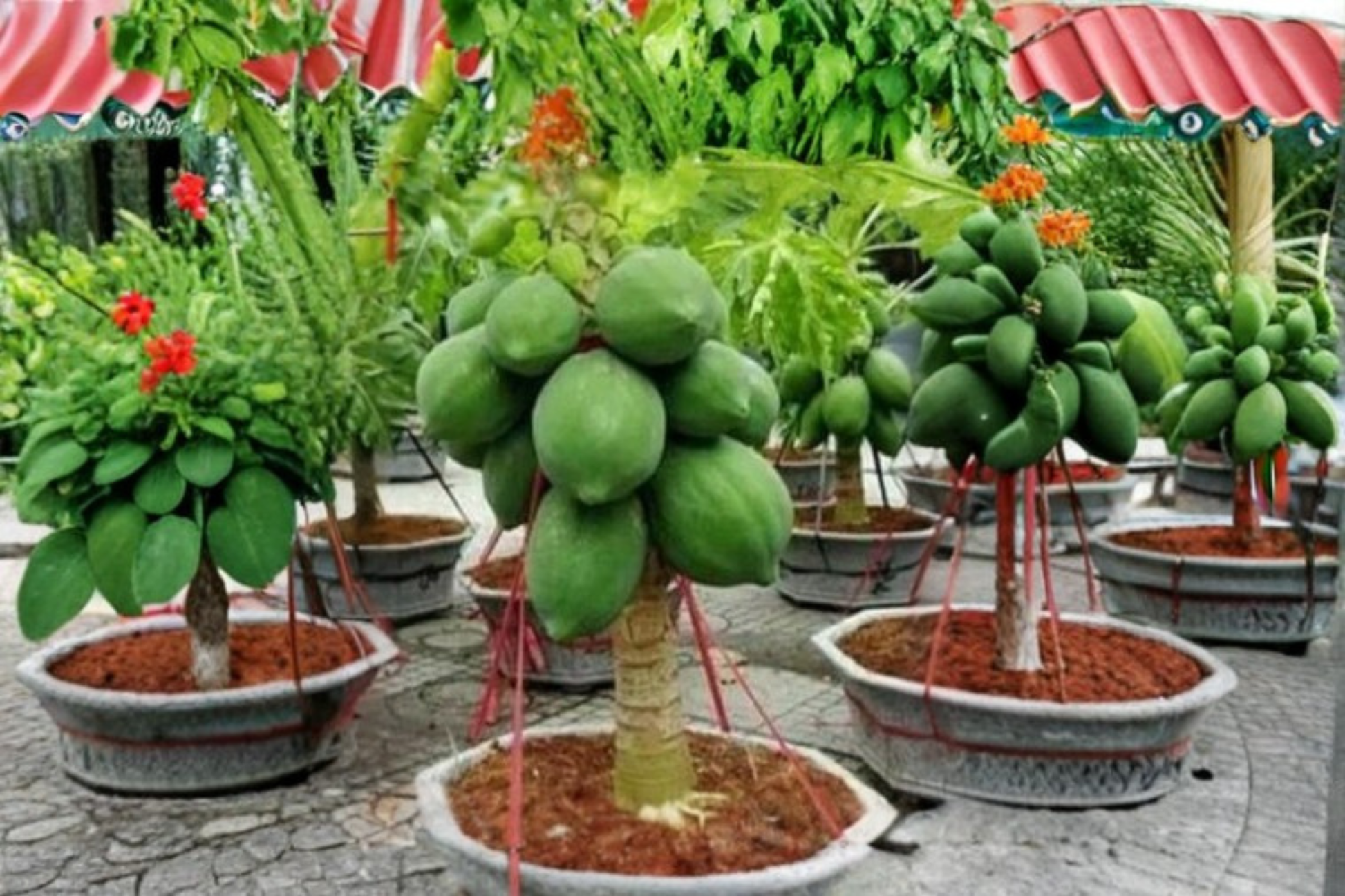 Dwarf Solo Papaya Seeds – Tropical Fruit Plant for Indoor & Outdoor Gardens – Carica papaya