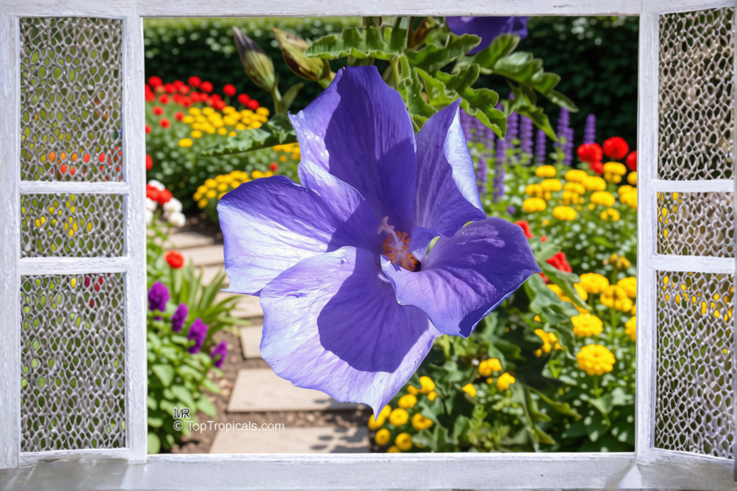 Blue Hibiscus Live Starter Plant – Alyogyne huegelii – Well Rooted in Container