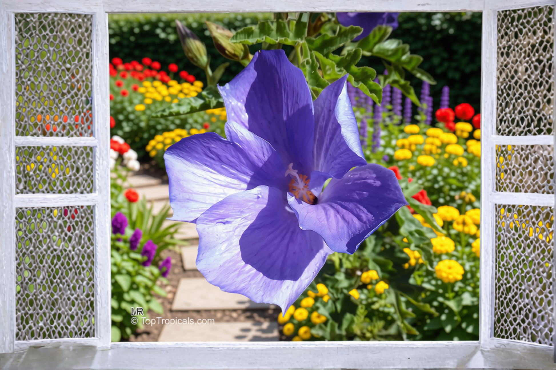 Blue Hibiscus Live Starter Plant – Alyogyne huegelii – Well Rooted in Container