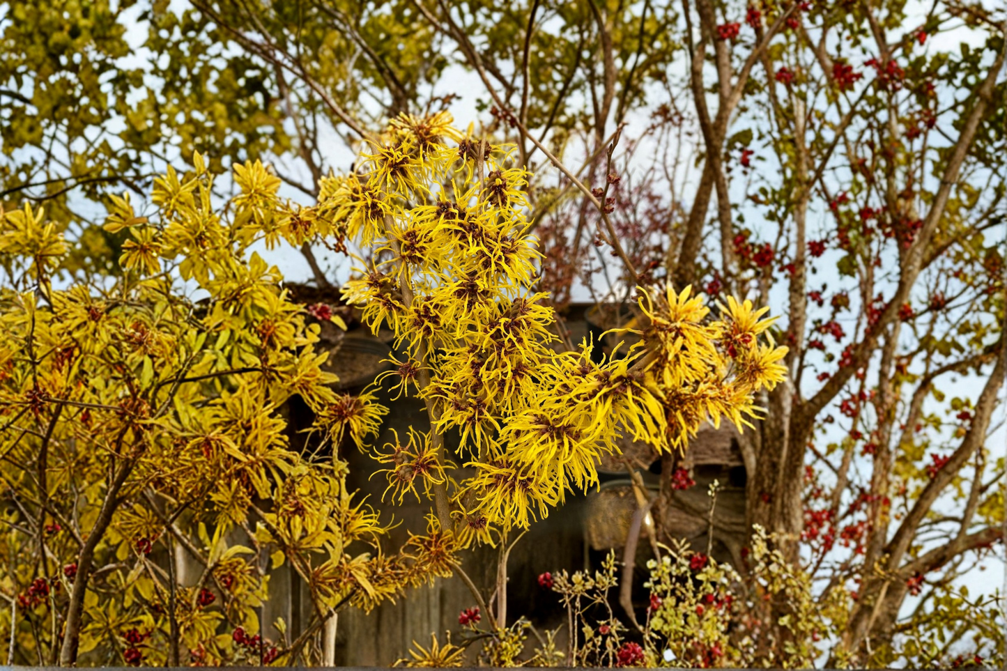 Witch Hazel 'Mercedes' Live Plant - Bare Root Shrub, Yellow Flowers, Deciduous, 12 Inches Tall, Hamamelis × intermedia