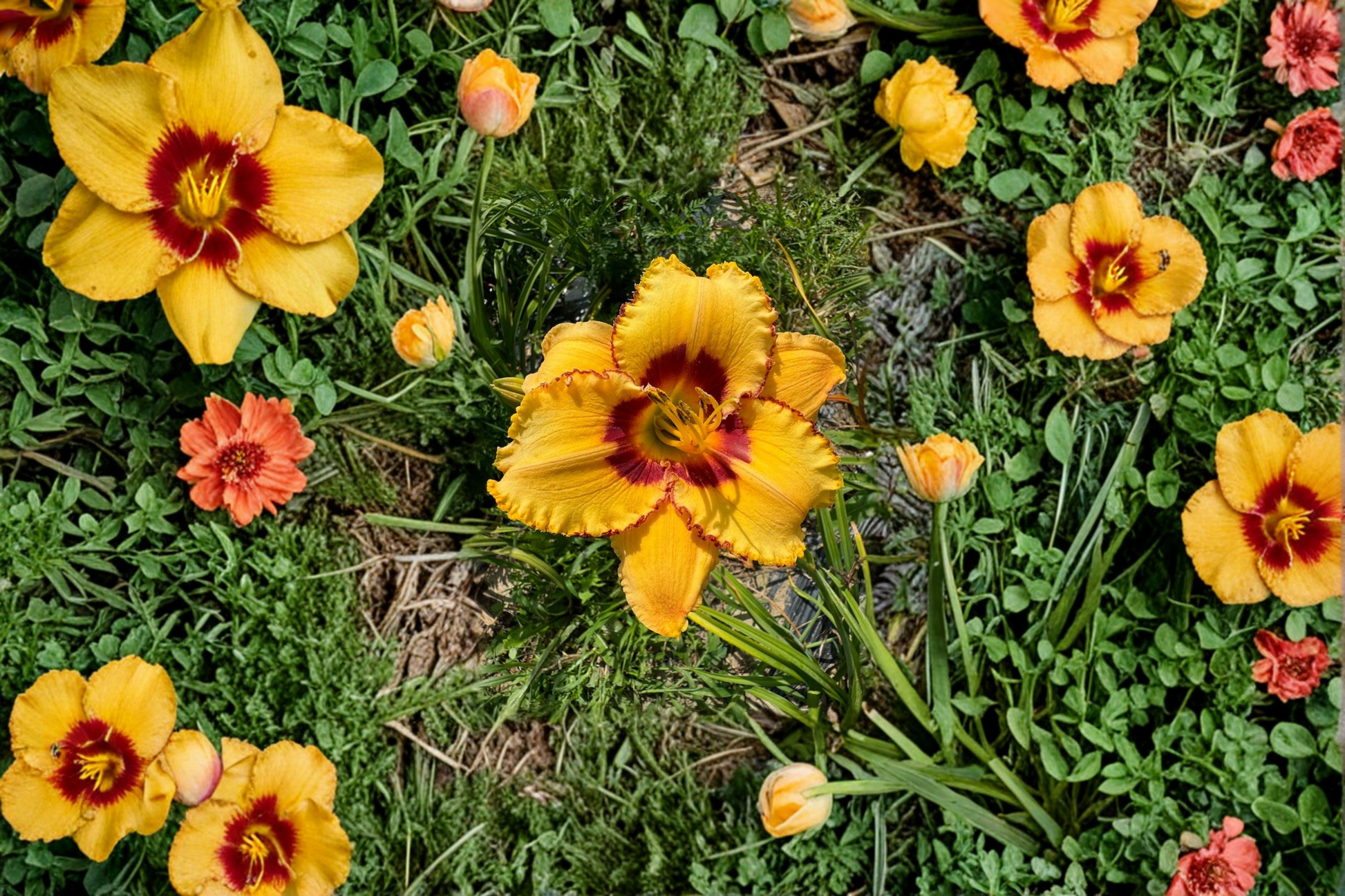 Daylily Bare Root Plants – Pink & Yellow Blooming Perennial Hemerocallis ‘Two Part Harmony’