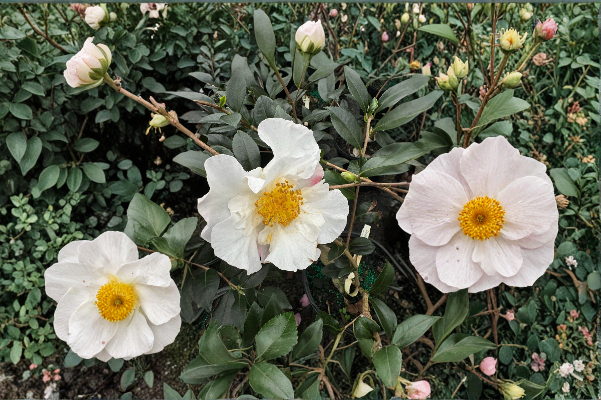 Daydream Camellia Live Plant 1 Gallon Pink Fall Blooming Evergreen Shrub Camellia sasanqua