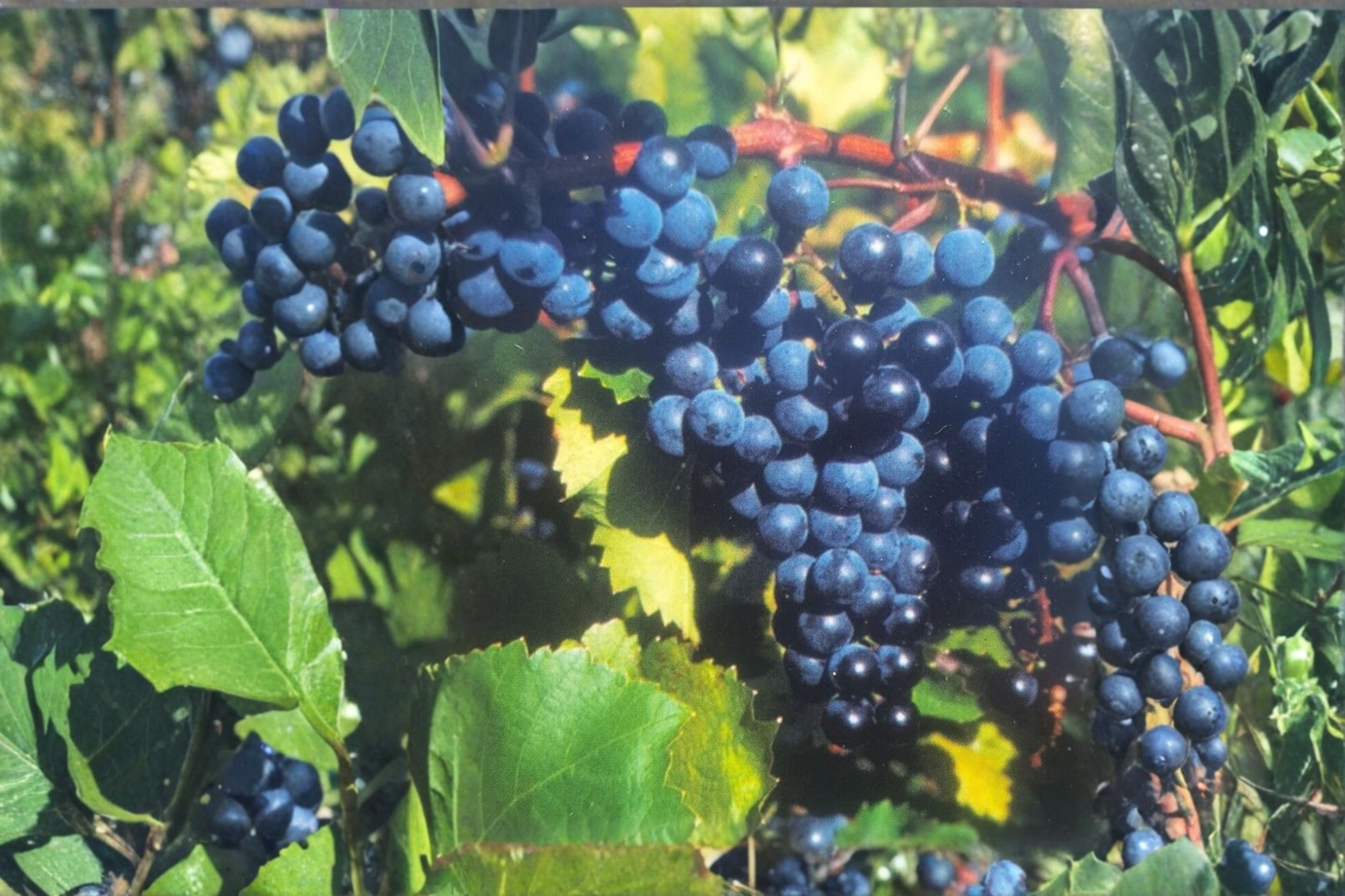 Black Spanish Grape Vine Live Plant, 3-Gallon Container, Vitis vinifera, Climbing Fruit Vine for Garden Vineyard