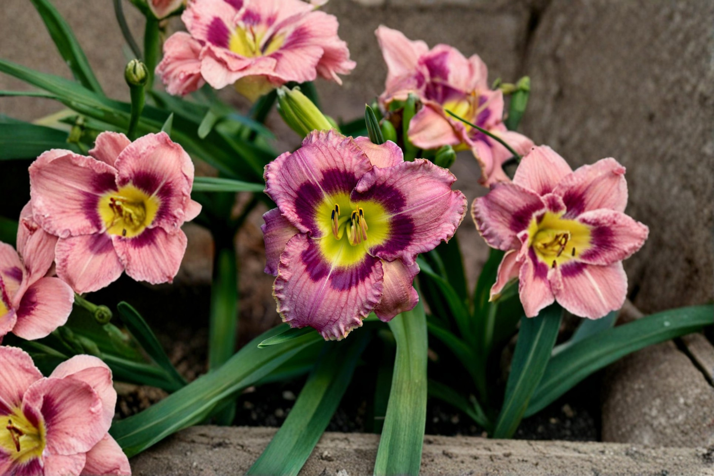 Always Afternoon Daylily Bare Root 3 Pack - Orange-Red Blooms, Perennial Flower, Hemerocallis
