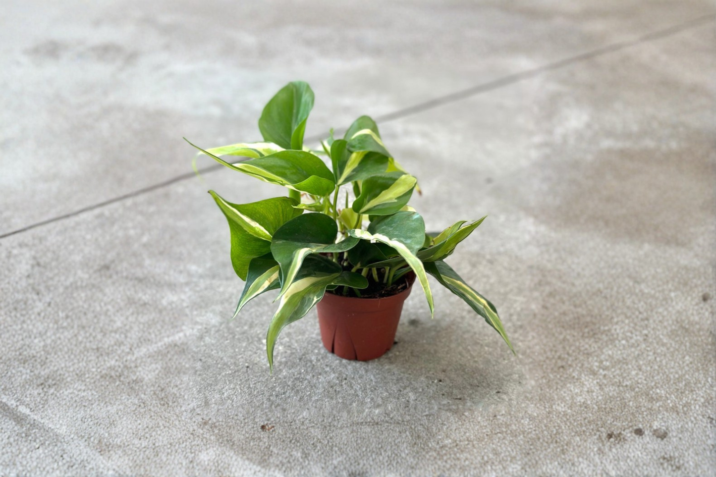 Philodendron Rio Live Plant – Variegated Trailing Houseplant, Indoor Tropical, Philodendron hederaceum 'Rio'