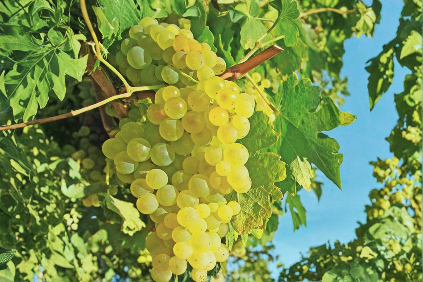 Marquis Seedless Grape Vine Live Plant 2-Gallon White Table Grape for Garden & Vineyard Growing
