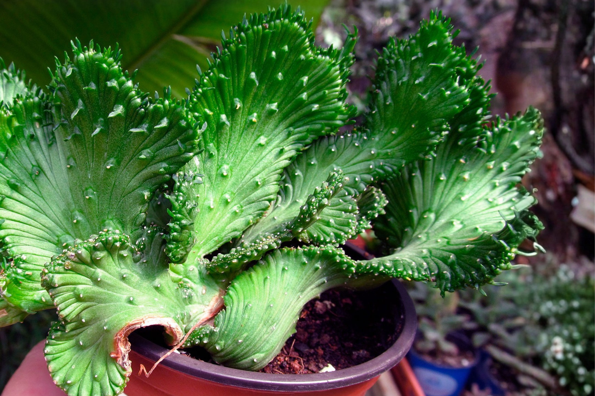 Crested Euphorbia Ammak Live Succulent Plant – Rare Euphorbia ammak in 4-Inch Pot Reference